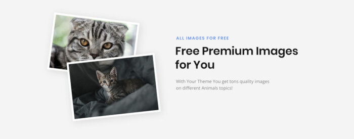 Cat Place - Template Situs Web HTML Multihalaman Hewan & Hewan Peliharaan - Fitur Gambar 4