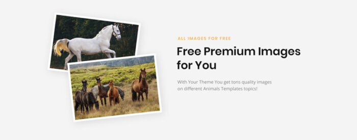 HorseClub - Template Situs Web HTML Multihalaman Hewan Elegan - Fitur Gambar 4