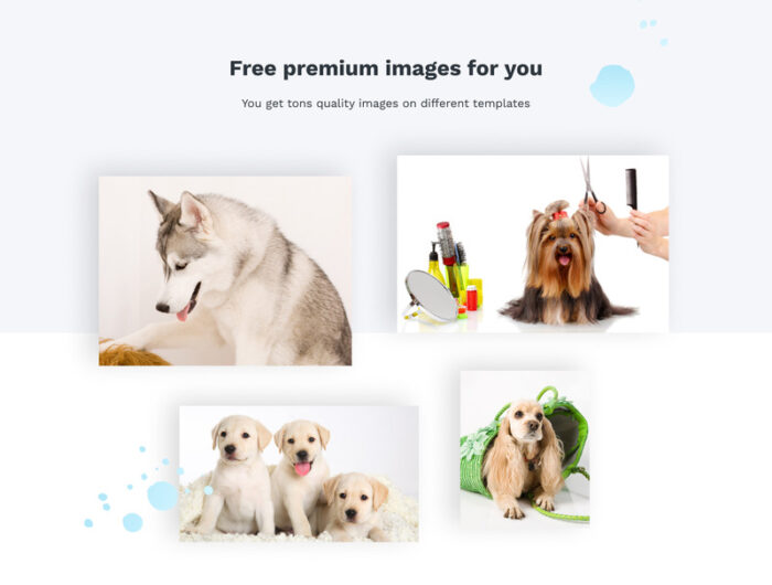 SpaDog - Template Situs Web Salon Perawatan Anjing - Fitur Gambar 4